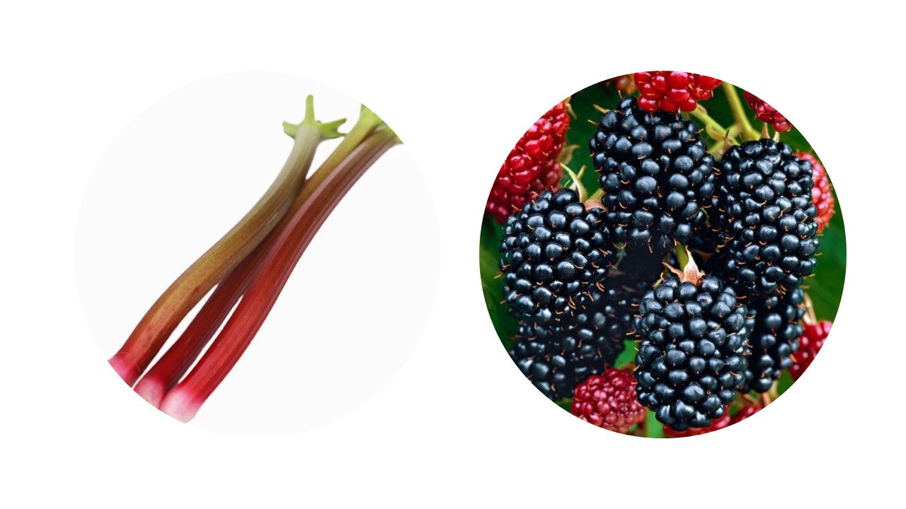 NETTLEBED / rhubarb + blackberry